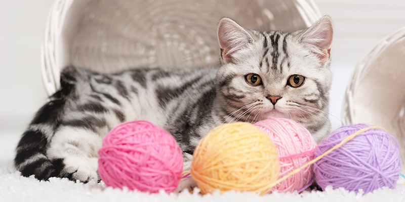 ［問券］飼養貓主子的行為調查